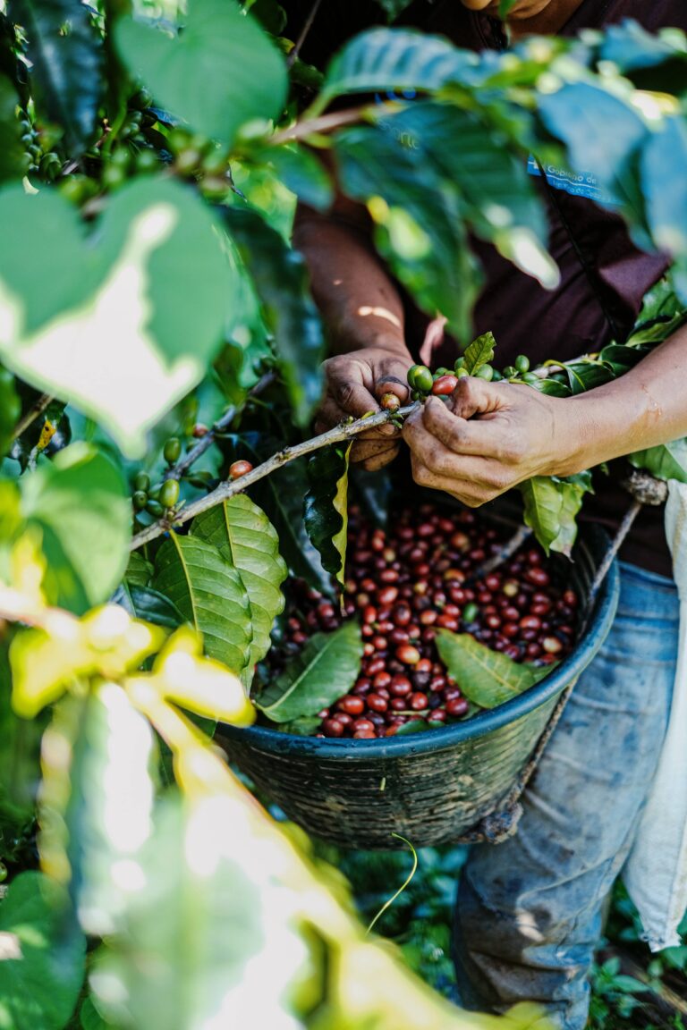 Kaffee ernten: Wichtige Schritte zu exzellenter Qualität